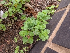 Lamium amplexicaule