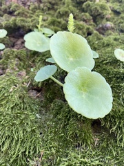 Umbilicus rupestris