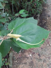 Helicteres baruensis