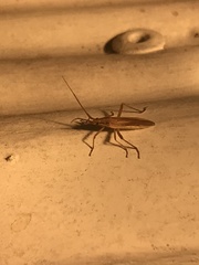 Stenodema trispinosum