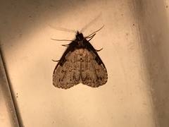 Dyspyralis puncticosta