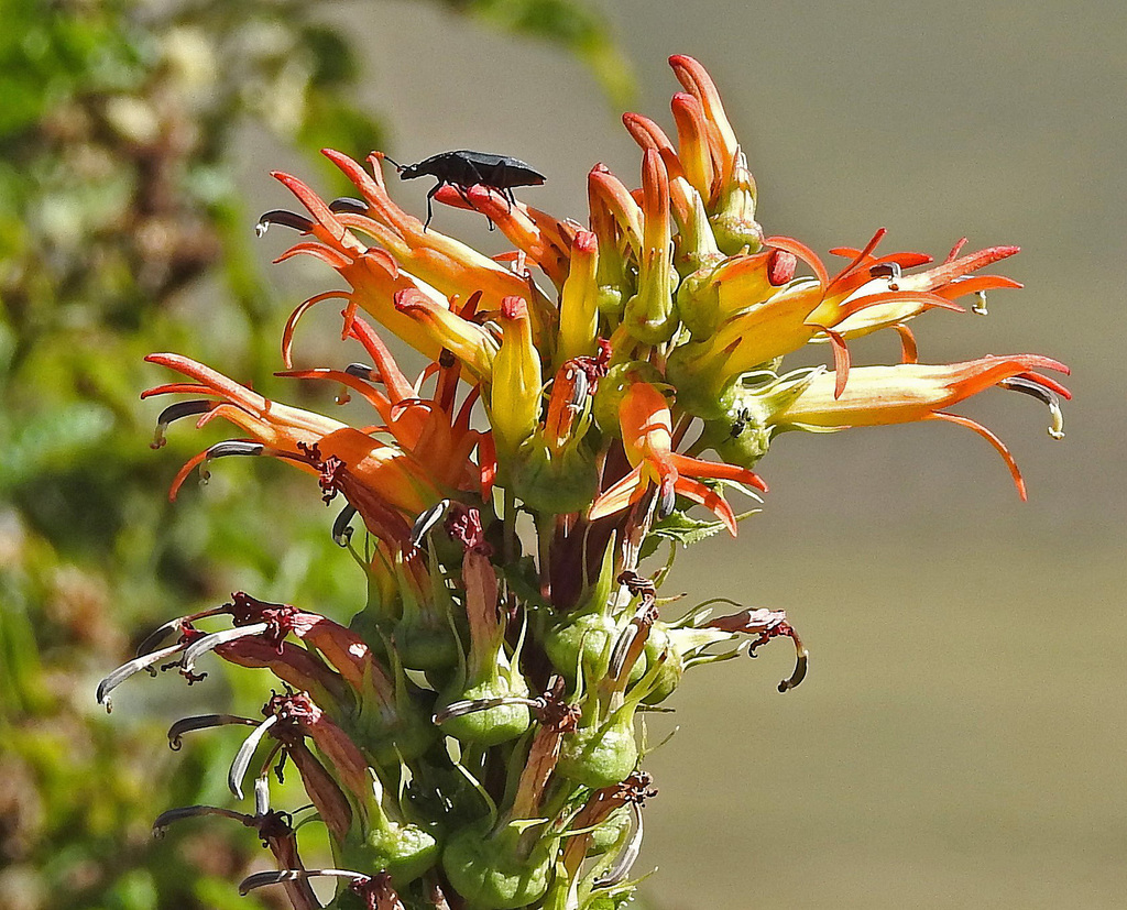 Siphocampylus nemoralis