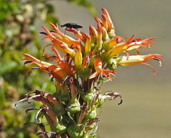 Siphocampylus nemoralis