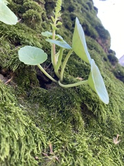 Umbilicus rupestris