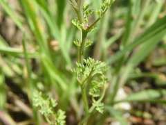 Fumaria densiflora