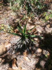 Agave karwinskii