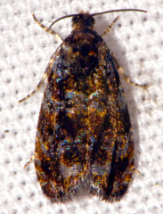 Olethreutes albiciliana