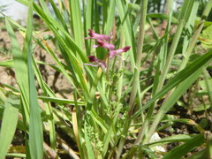 Fumaria densiflora