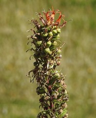 Siphocampylus nemoralis