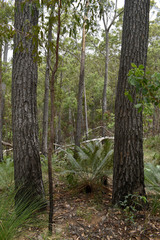 Eucalyptus cloeziana
