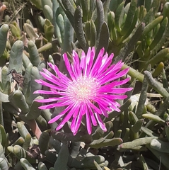 Drosanthemum