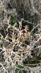 Noaea mucronata