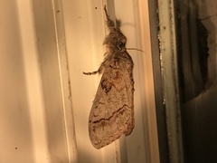 Dasychira dorsipennata