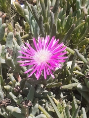 Drosanthemum