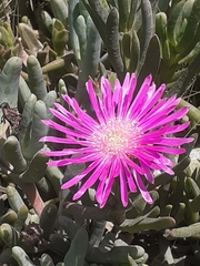 Drosanthemum