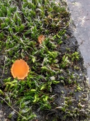 Octospora musci-muralis