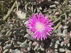 Drosanthemum