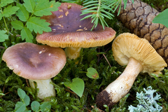 Russula puellaris