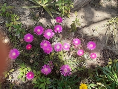 Drosanthemum