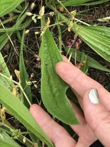 Plantago lanceolata