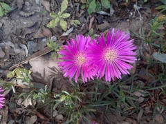 Drosanthemum