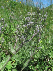 Nepeta parviflora
