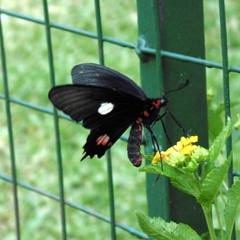 Parides anchises nephalion