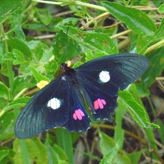 Parides anchises nephalion