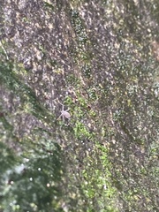 Telmatogeton japonicus