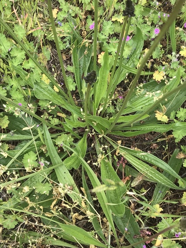 Plantago lanceolata