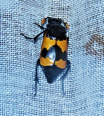 Nicrophorus olidus