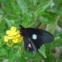 Parides anchises nephalion