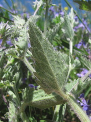 Nepeta parviflora