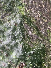 Telmatogeton japonicus