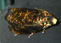 Olethreutes albiciliana