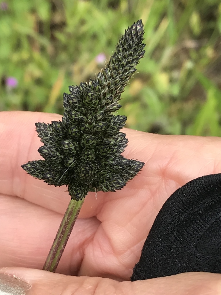 Plantago lanceolata, 2963–3005 Moraga St, San Francisco, CA, US