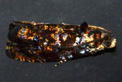 Olethreutes albiciliana