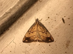 Evergestis pallidata