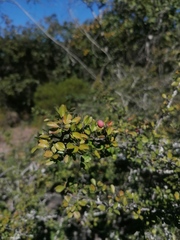 Condalia velutina