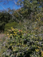 Condalia velutina