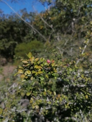 Condalia velutina