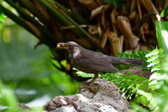 Turdus merula cabrerae