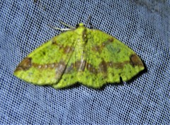 Periclina merana
