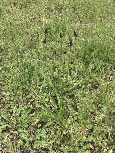 Plantago lanceolata