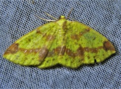 Periclina merana