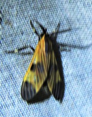 Dycladia correbioides
