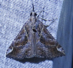 Hypena gueenealis