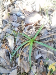 Eryngium proteiflorum