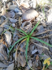 Eryngium proteiflorum