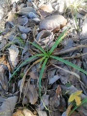 Eryngium proteiflorum